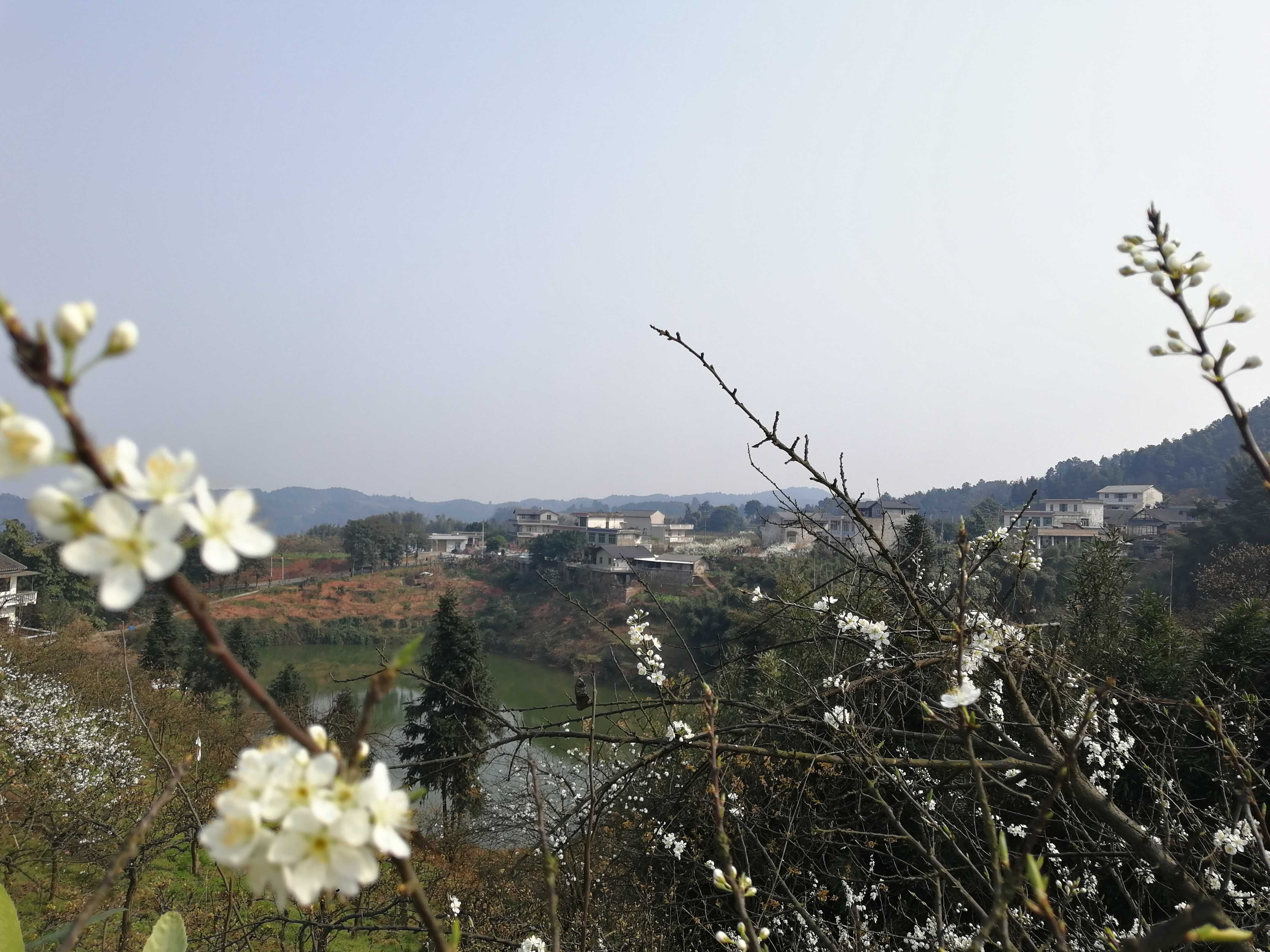 花团锦簇的长宁镇佛梨村,大年初十踏春佛来山!